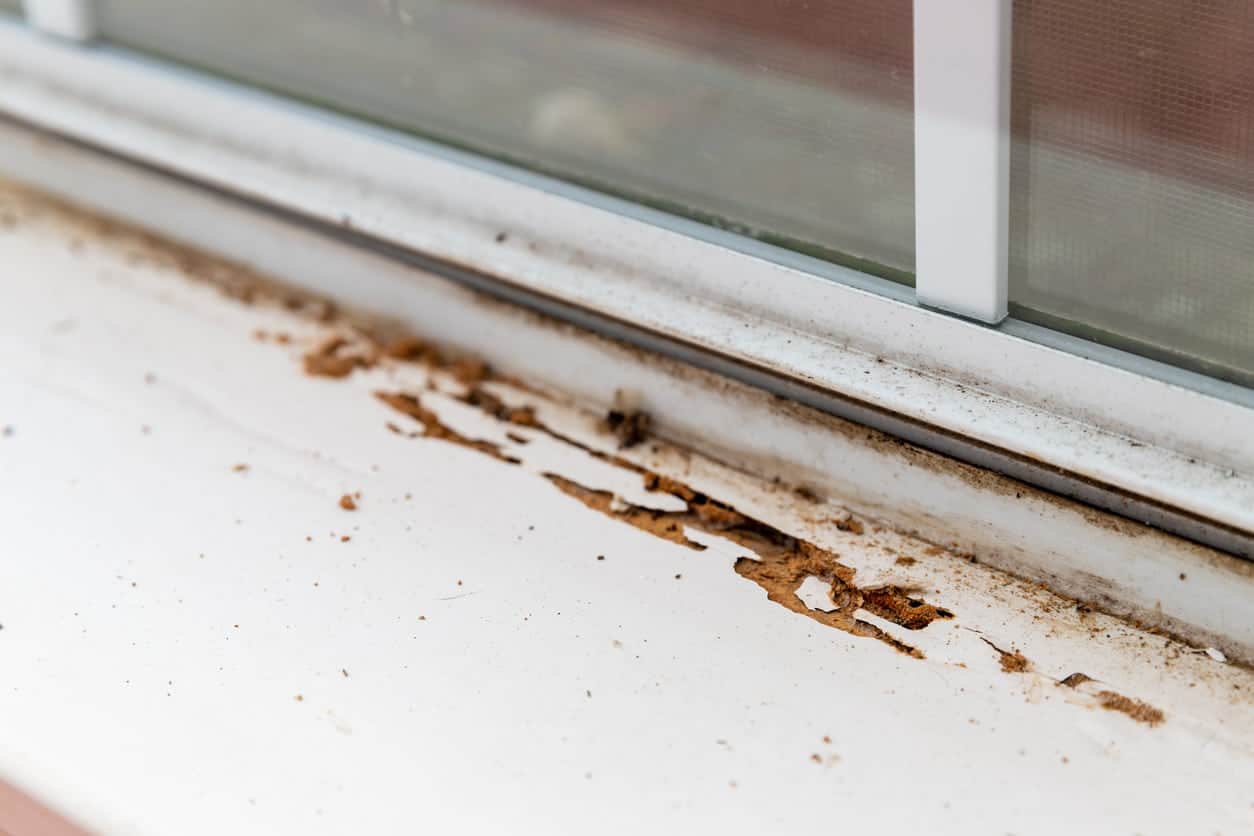 Termite damage on a windowsill.