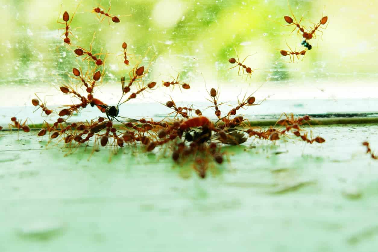Ants crawling on the inside of a window with green foliage in the background.