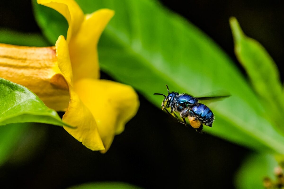Orchid bee smelling a yellow flower for nectar