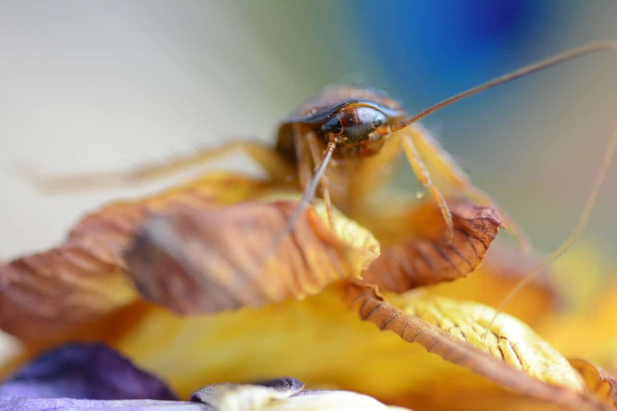 Large bug crawling on autumn leaves.