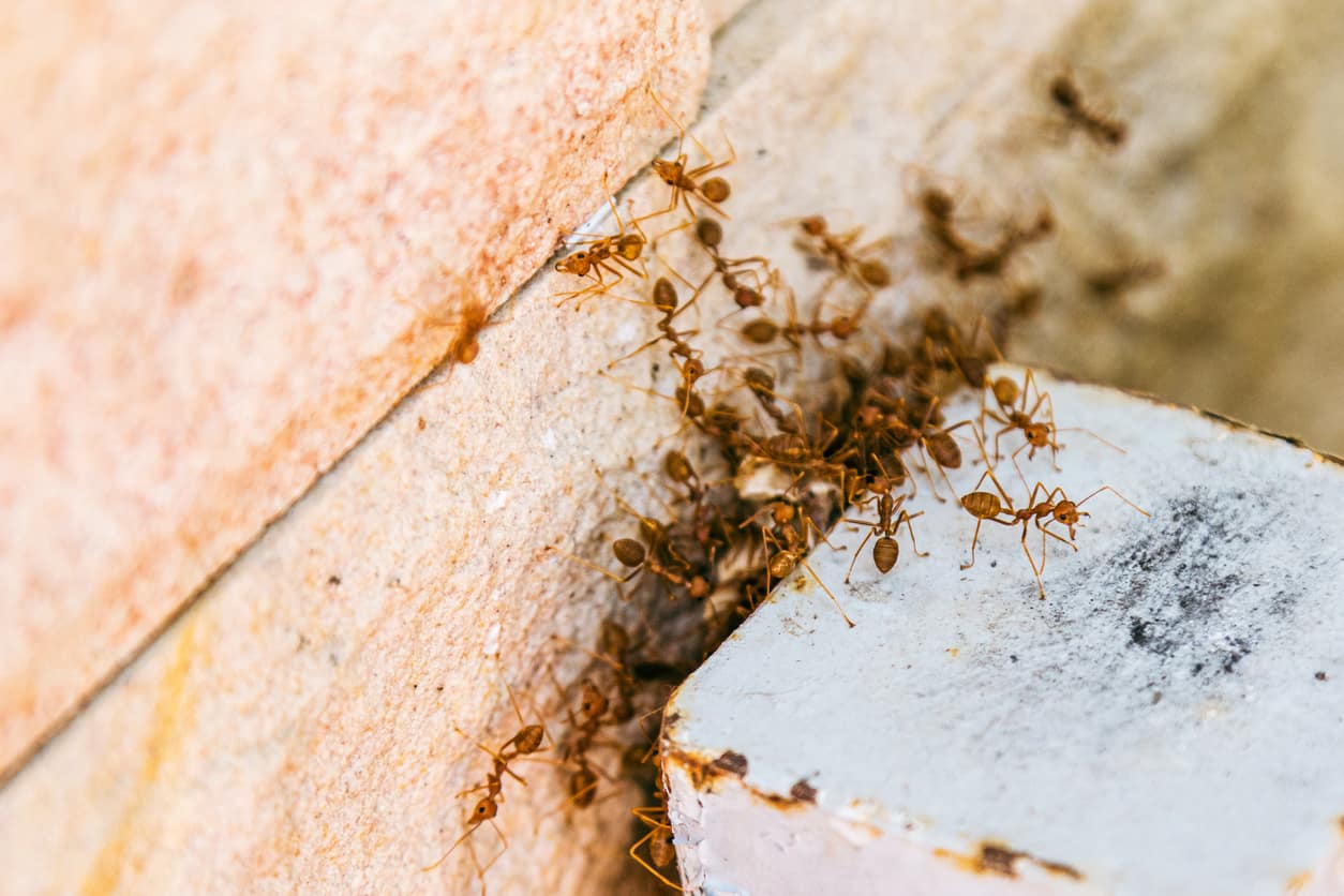 A group of fire ants tries to enter a building.