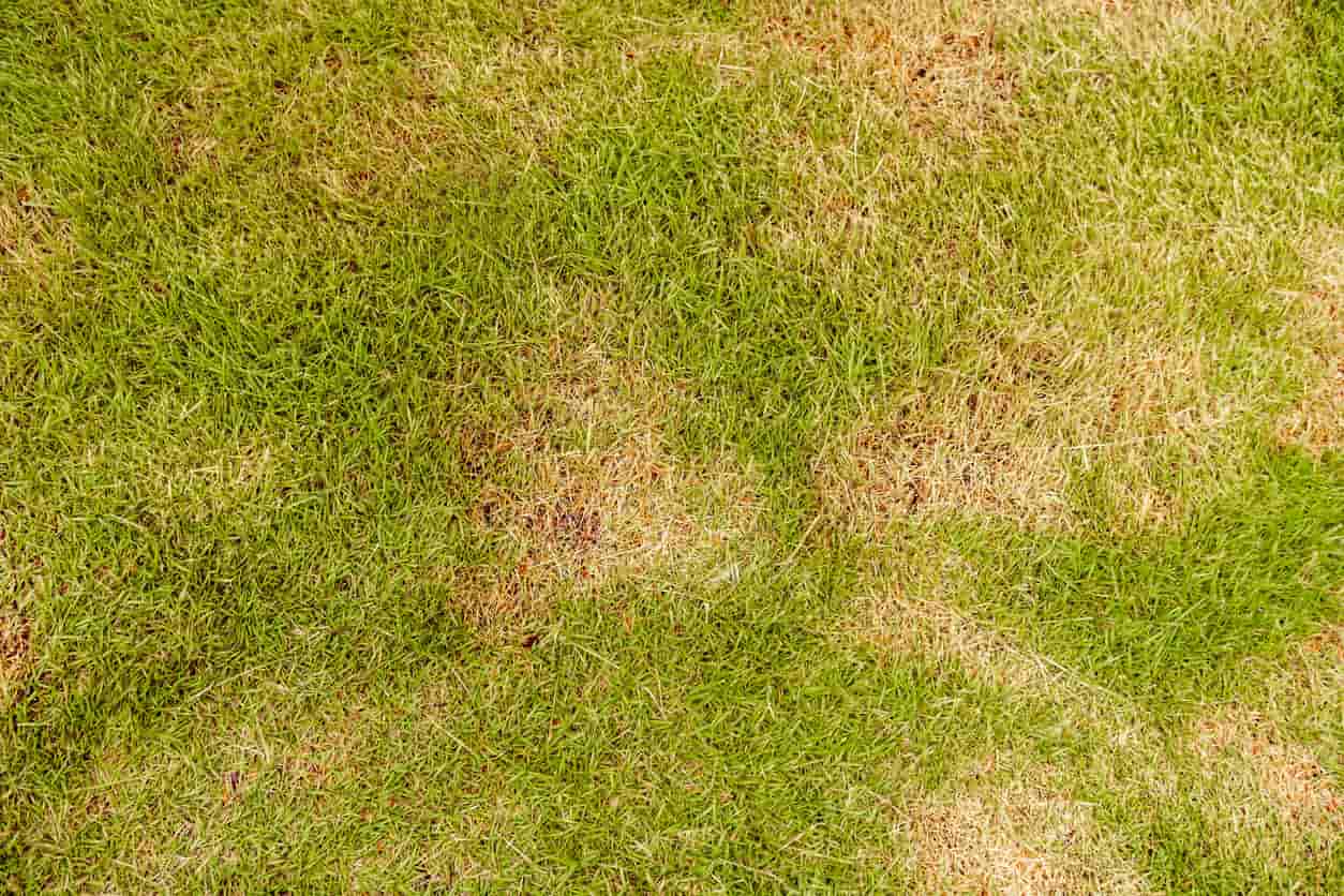Brown, patchy grass with possible lawn grub damage.