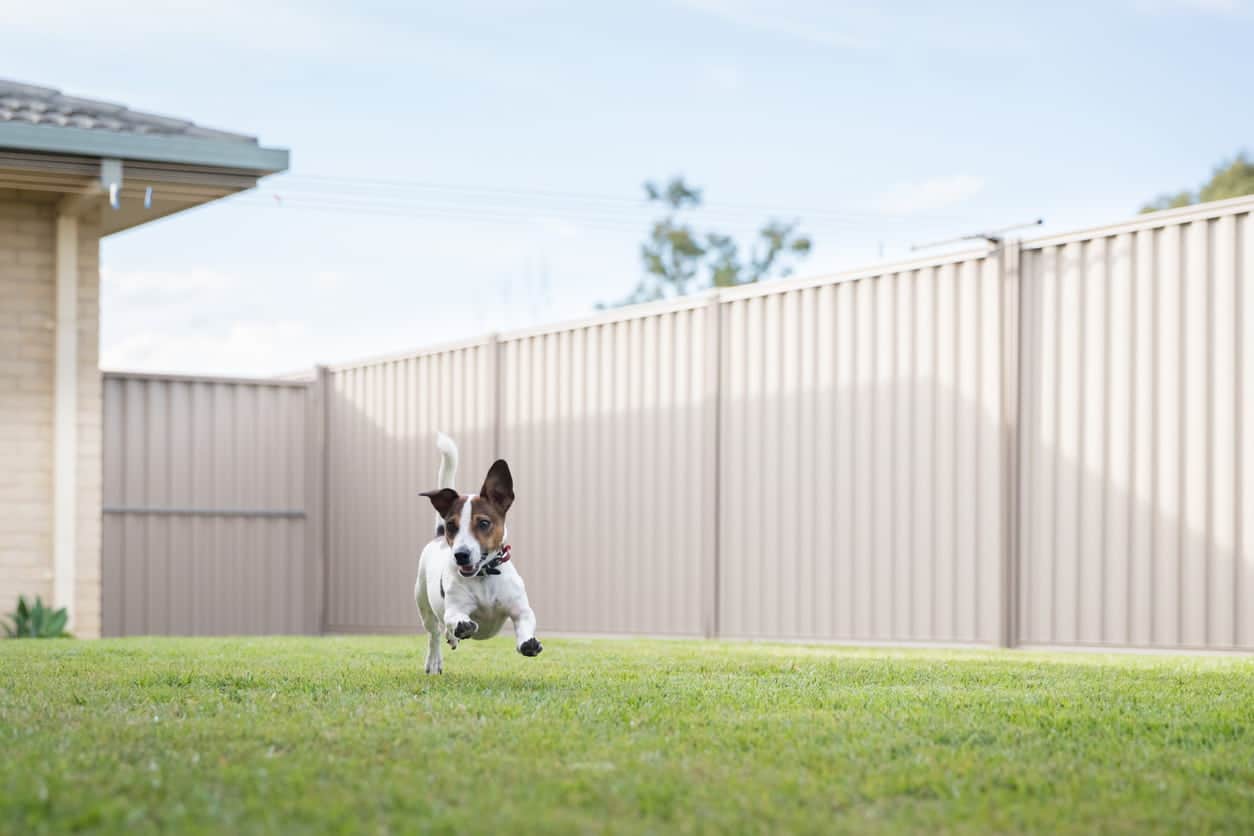 Small dog running in a fenced yard.