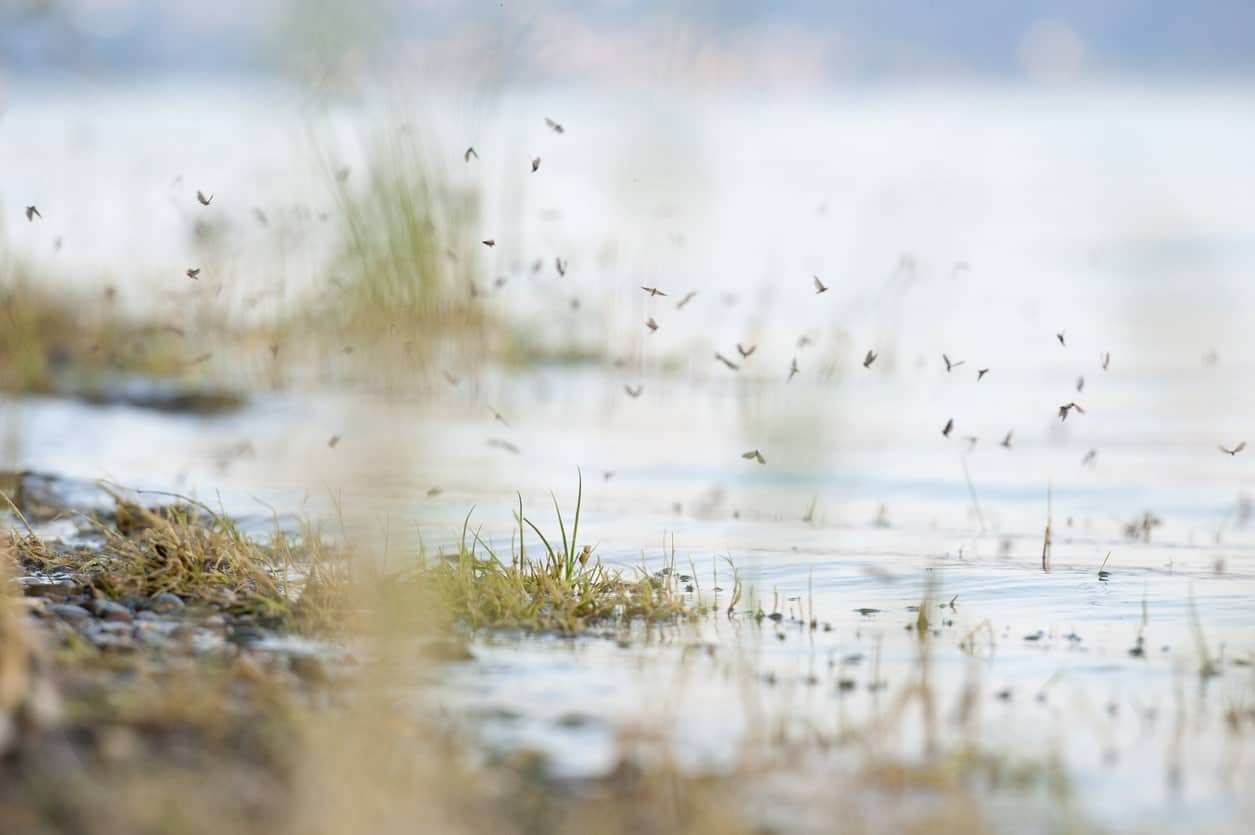 A puddle of standing water, which can be an ideal spot for mosquito reproduction.