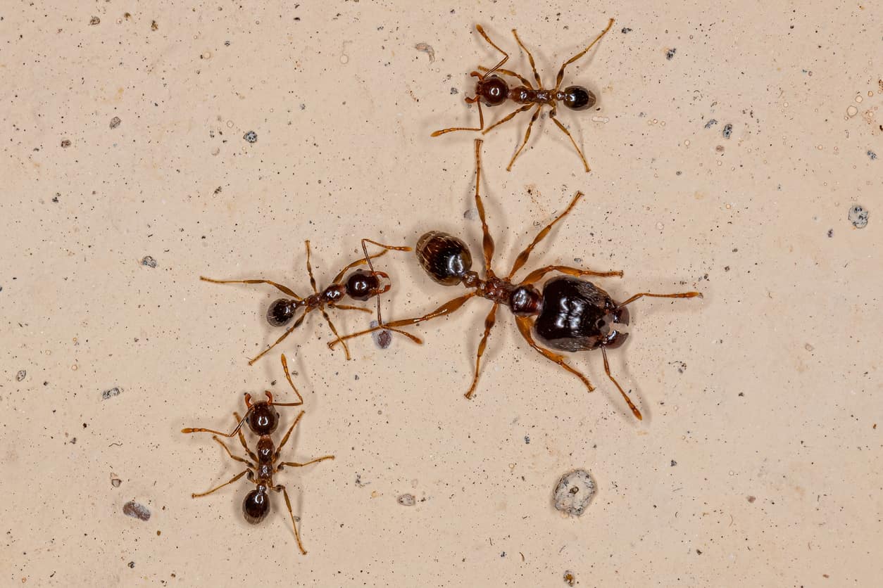 Four big headed ants on a household surface.