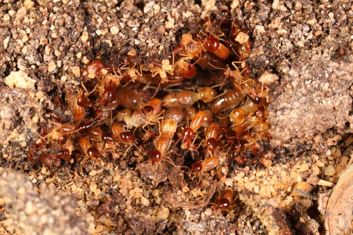 Termites are clustered together in the dirt.