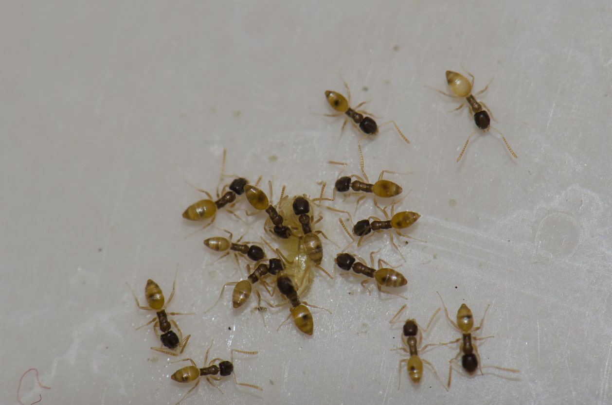 Ghost ants feeding on food scraps left on a kitchen counter.
