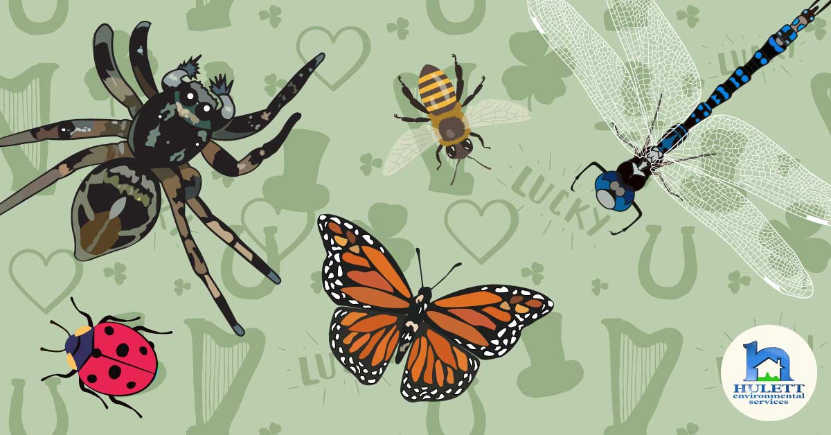 Multiple insects on a St. Patrick's day background.