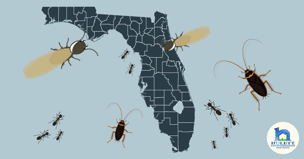 A cartoon of bugs covering Florida.