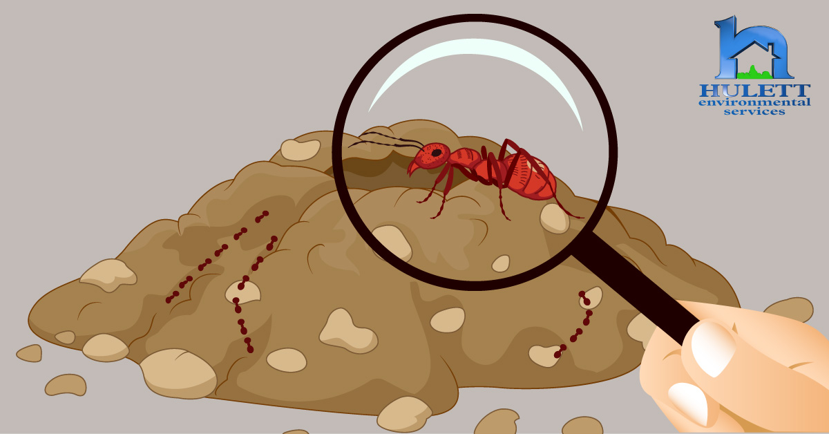 A cartoon ant under a magnifying glass.