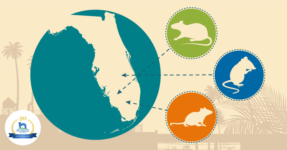 A graphic showing types of mice locations in Florida.
