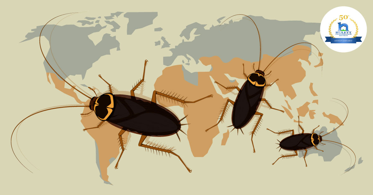 Cartoon roaches on top of the world.