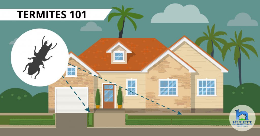 Termites 101: A South Florida Homeowners Guide | Hulett