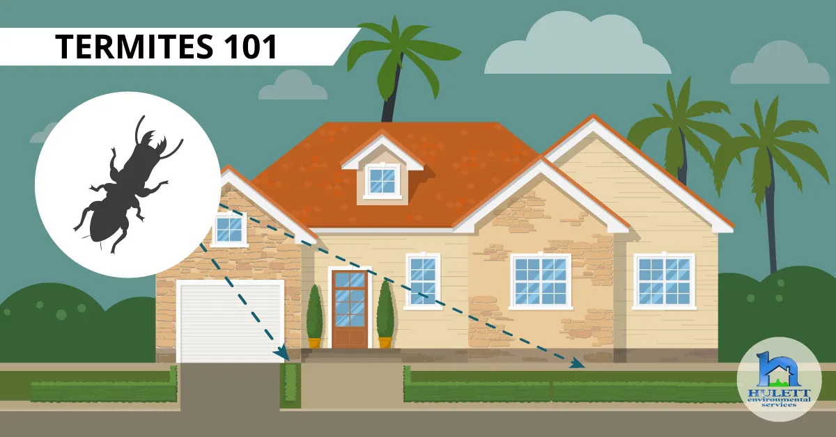 A cartoon home with arrows pointing to common termite infestation areas.