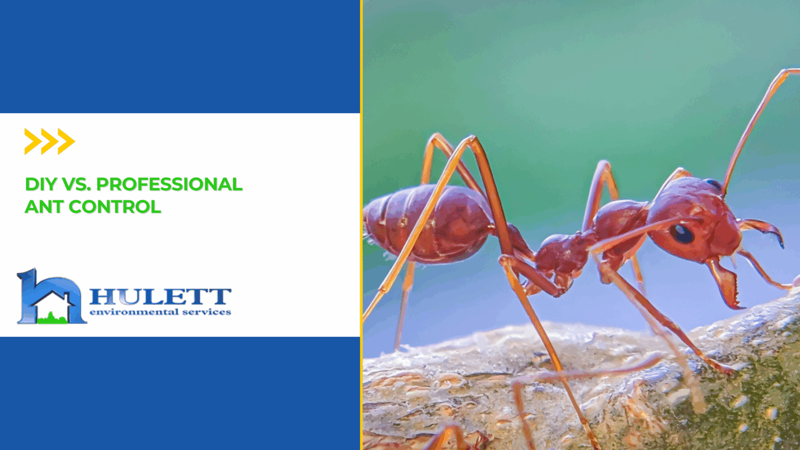 A red fire ant on a plant stem with its jaws open.