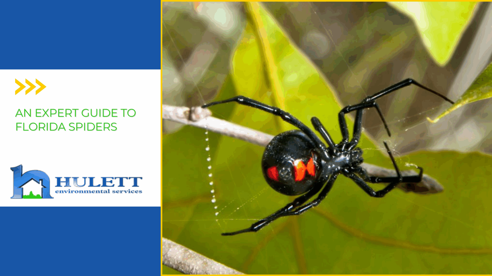 A female black widow spider spins a web on a twig.