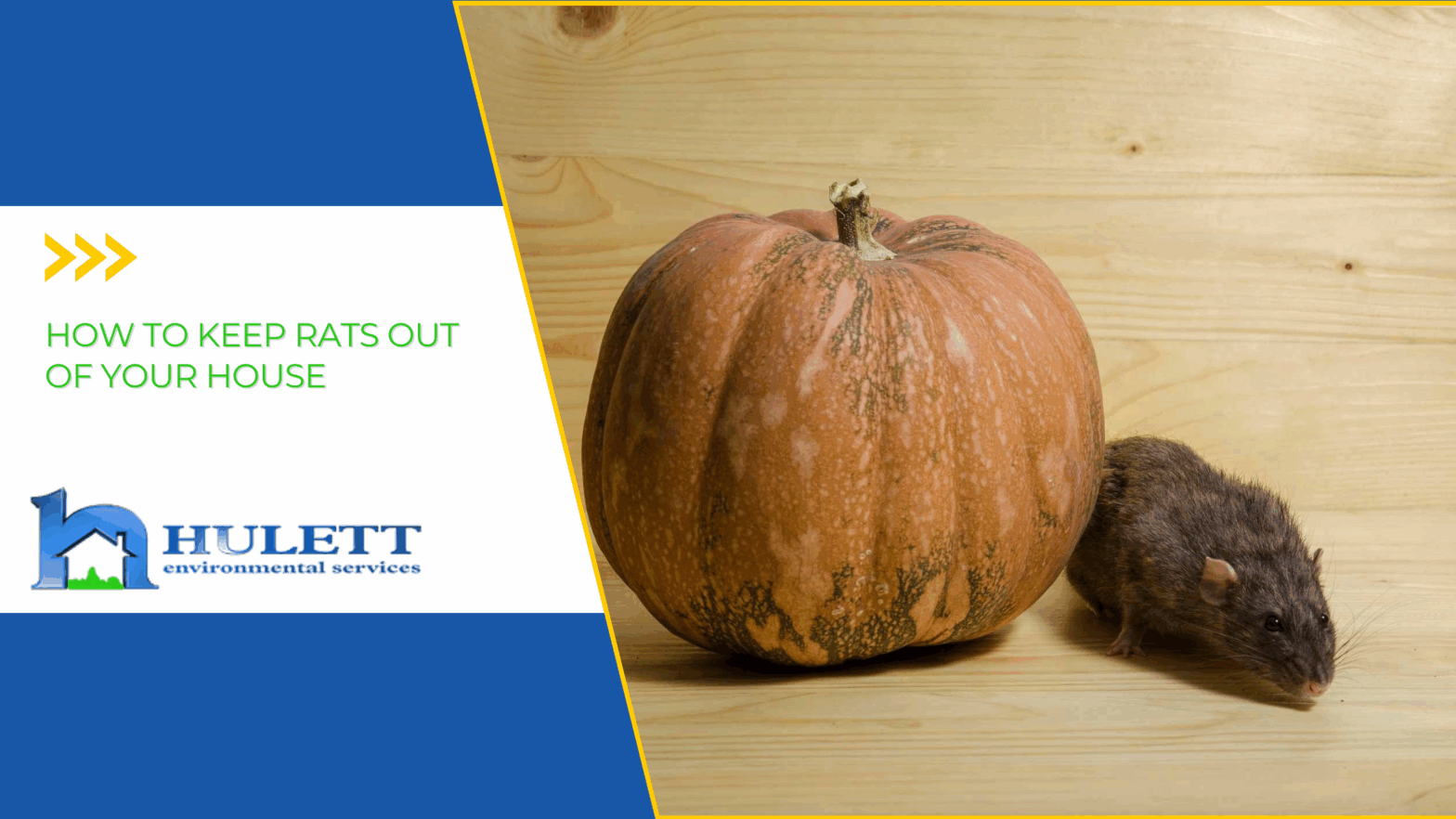 A rat sits next to a pumpkin on a wooden floor.