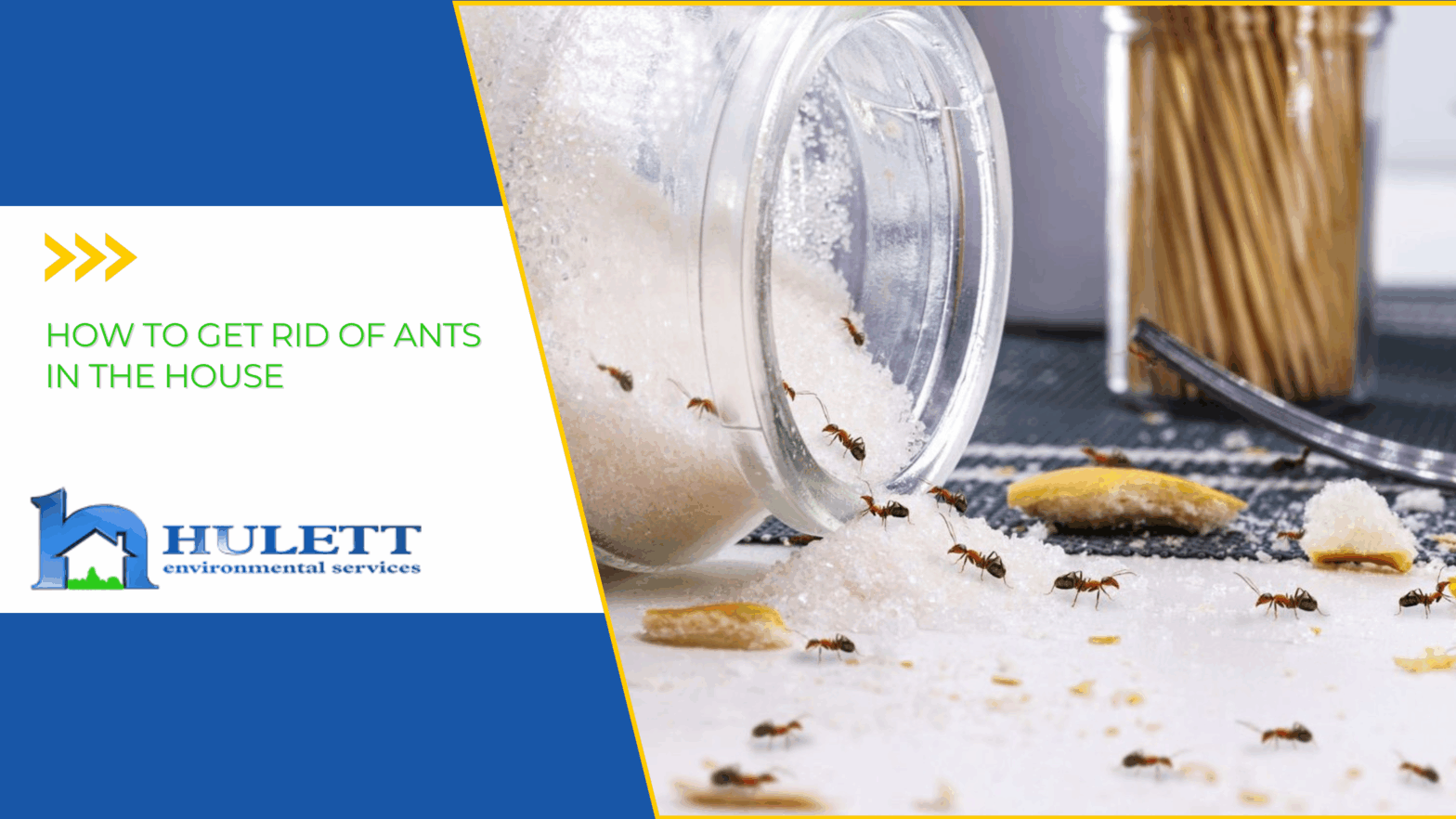 Red ants eating sugar over a messy wooden kitchen table next to a spilled mason jar.