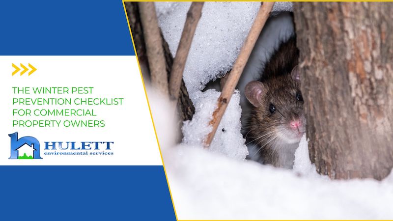 A brown rat hides in a burrow behind a tree trunk while surrounded by snow.
