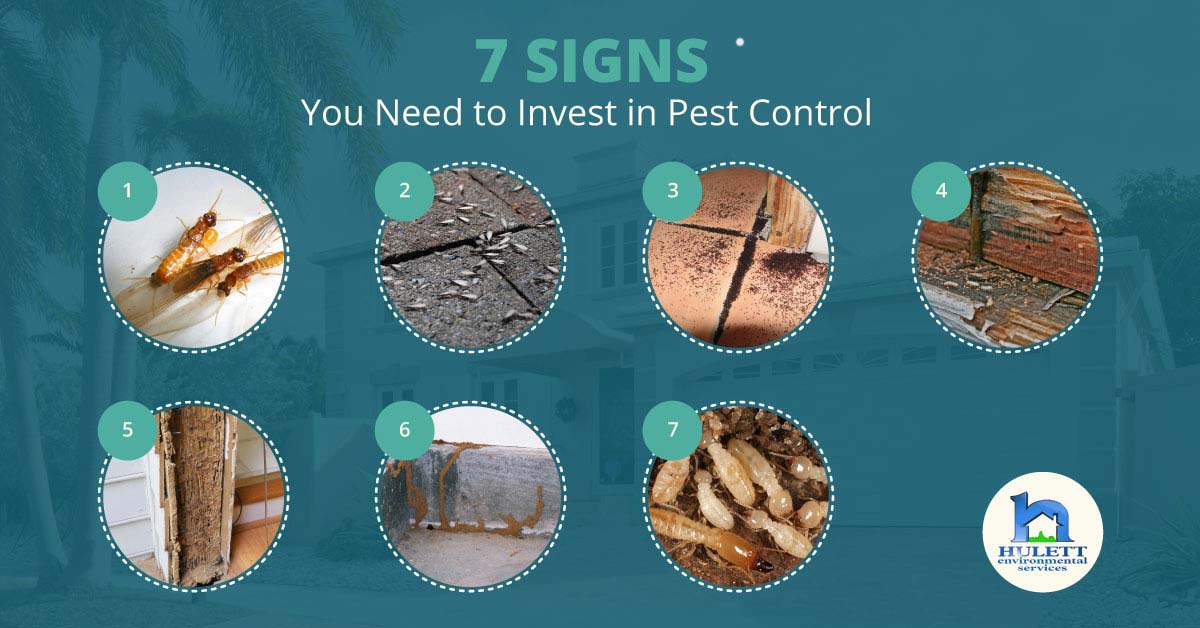 Text "7 signs you need to invest in pest control" and 7 images of insect evidence.