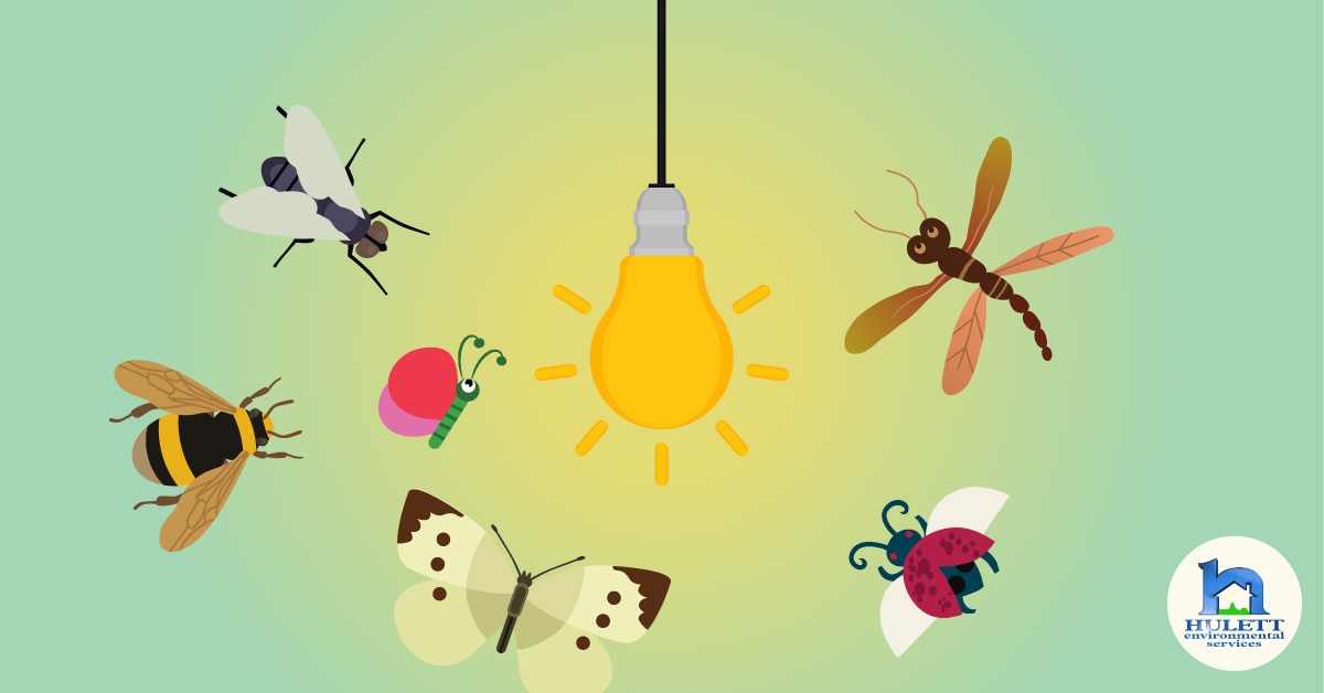 A cartoon lightbulb surrounded by insects.