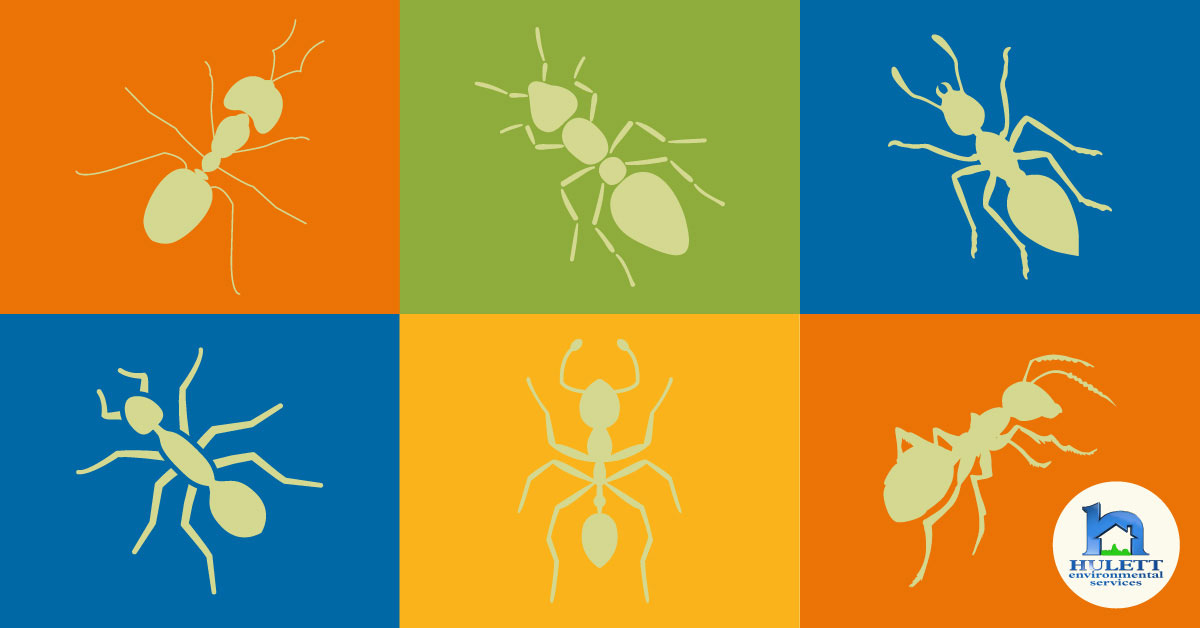 Outlines of different types of ants.