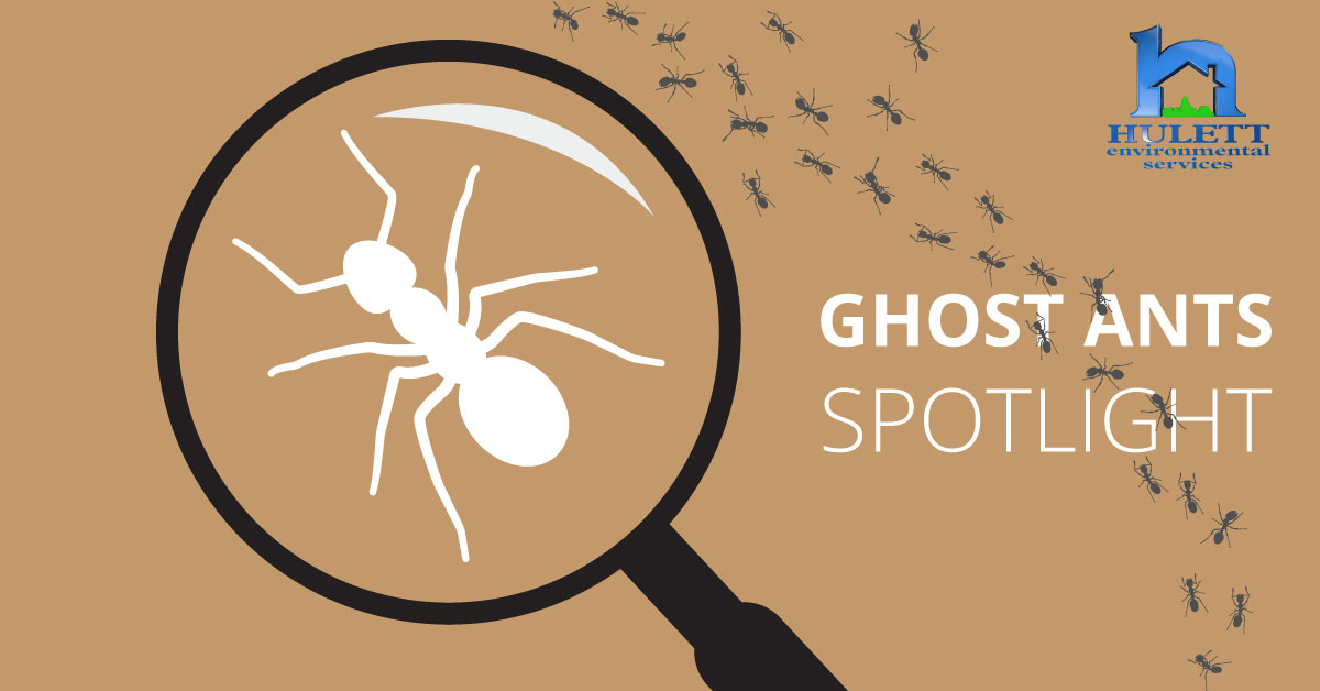 A cartoon ant under a magnifying glass with the text "Ghost ants spotlight."