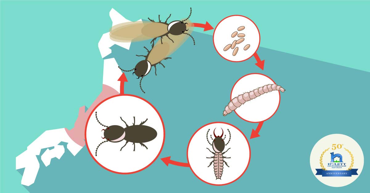 A graphic showing the lifecycle of a termite.