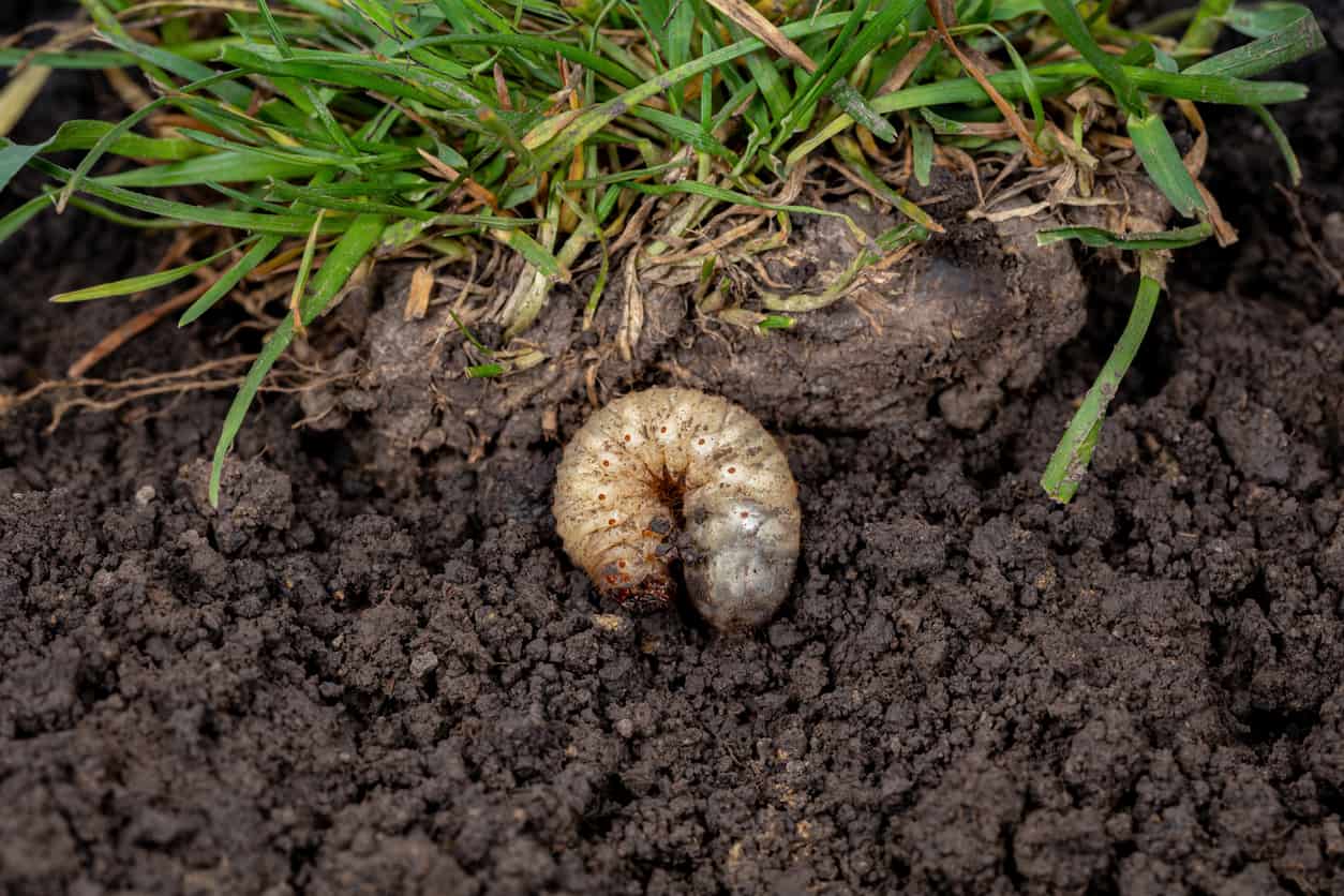 Lawn grub in dirt next to patch of grass.