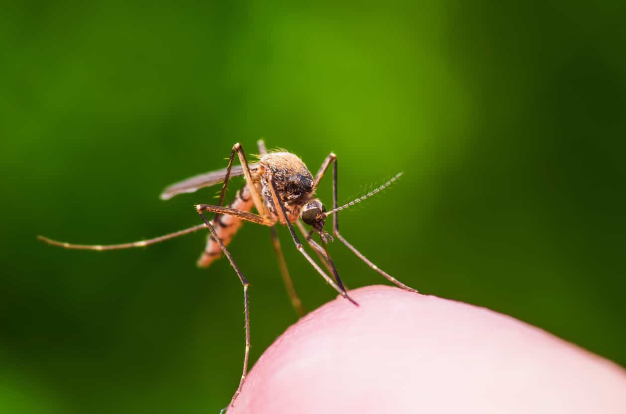 A close-up of a mosquito biting a person’s thumb.