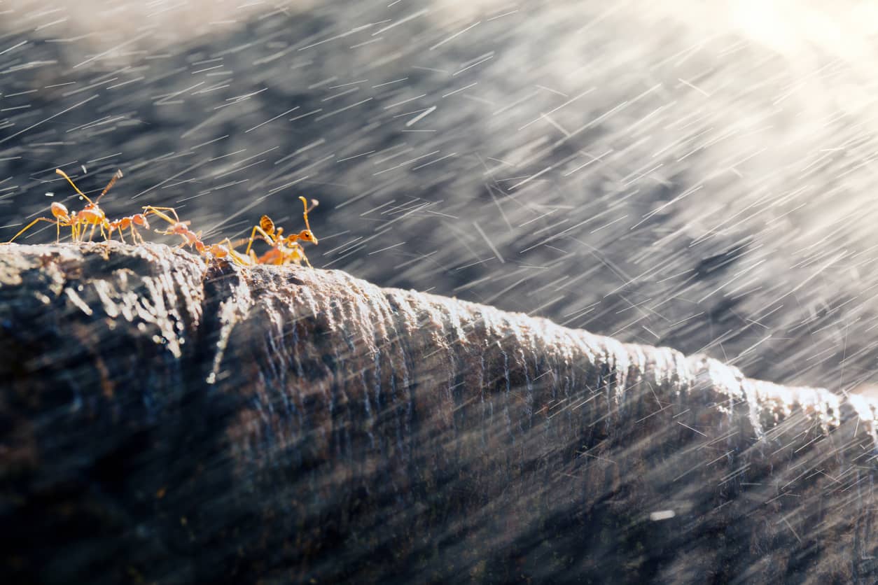 Three ants crawling on a ledge during a rainstorm.