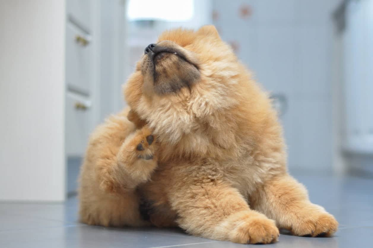 Puppy sitting on the floor of a home and scratching its fur.