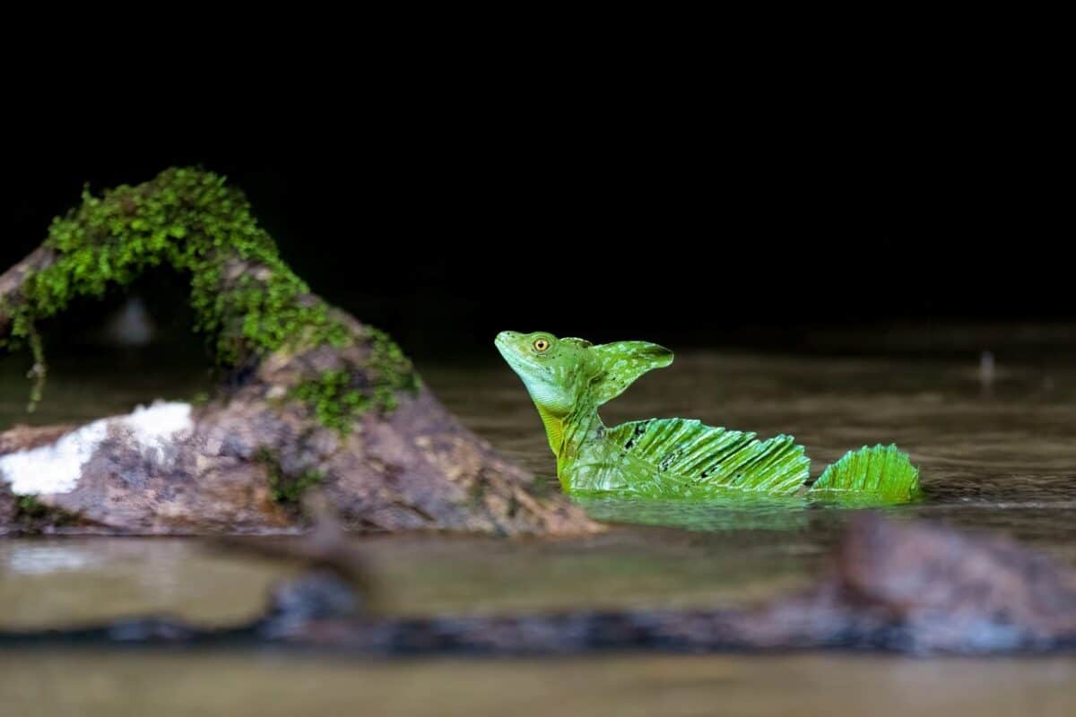 Green basilisk sitting on branch in a river