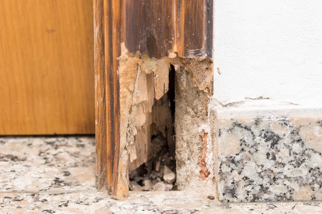 Significant termite damage is visible at the bottom of a wooden doorframe.