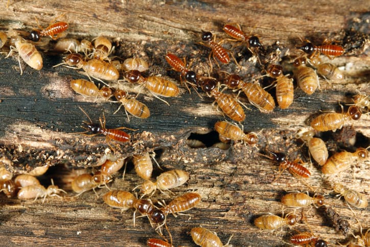 Termites crawl over a piece of wood.
