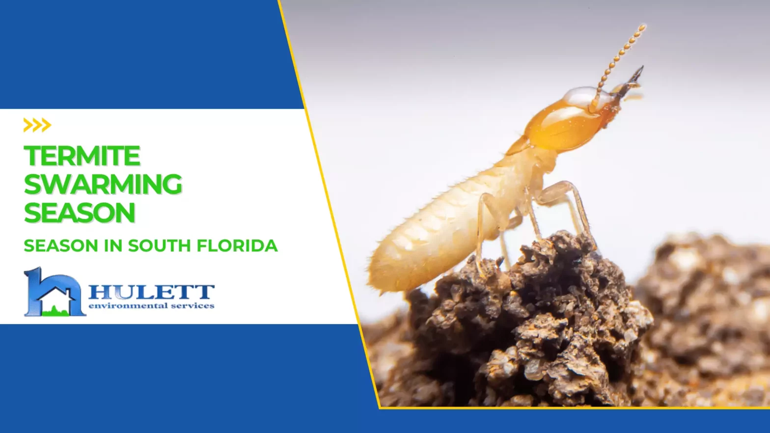 Hulett branded graphic with a drywood termite.