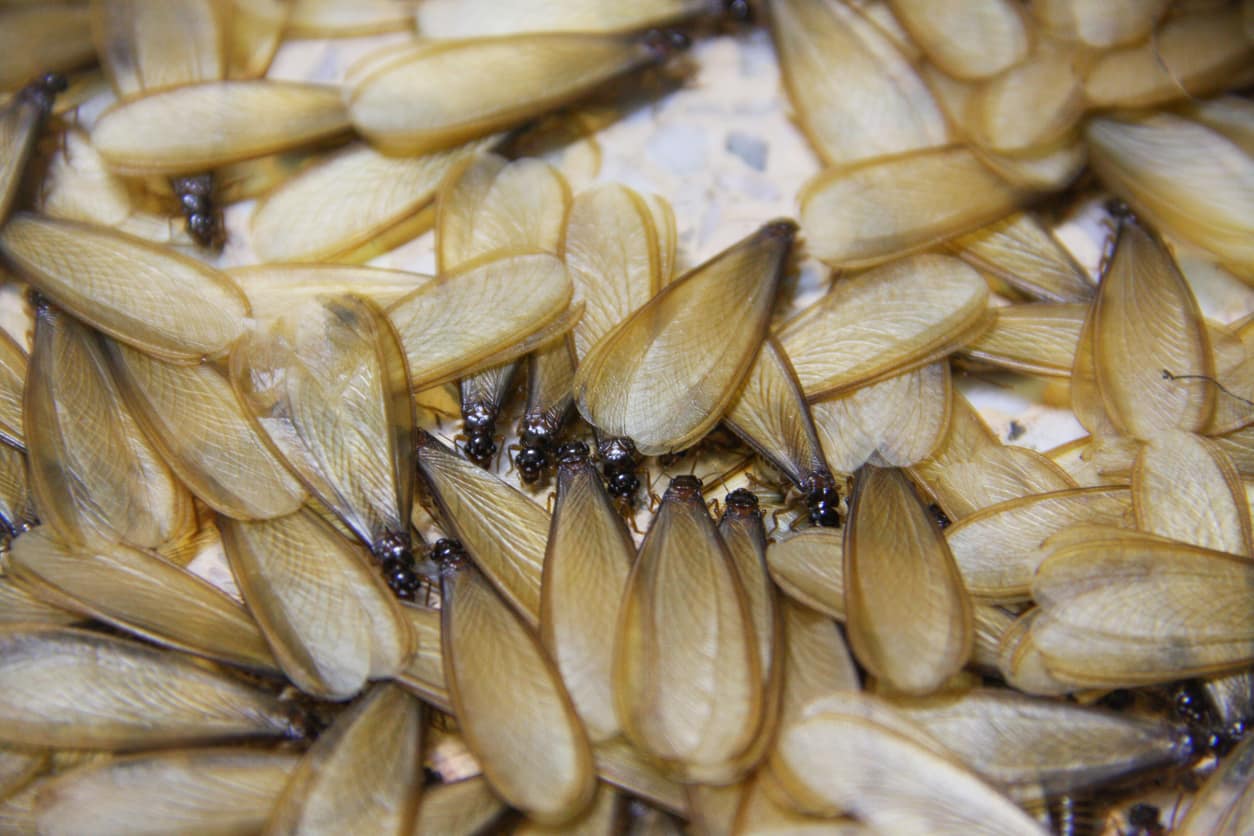 Group of many winged termites.