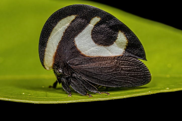 Treehopper on a green leaf