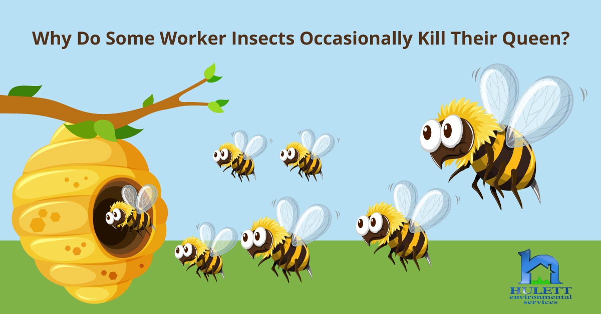 Cartoon bees with the text "Why do some worker insects occasionally kill their queen?"
