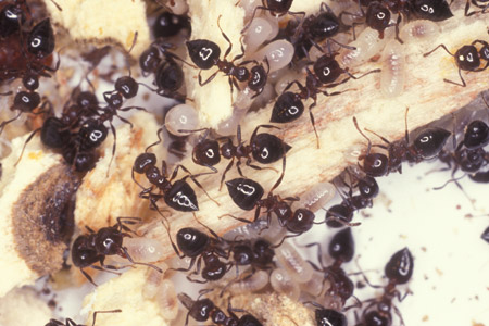 A swarm of acrobat ants.