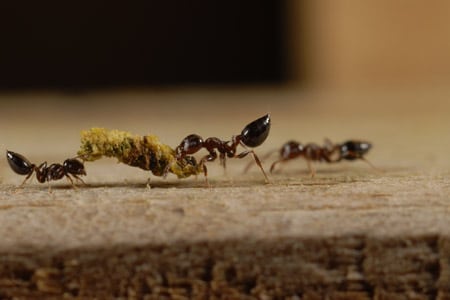 Three acrobat ants