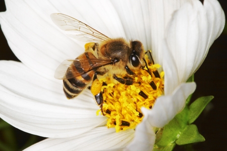 An africanized honeybee on a flower.