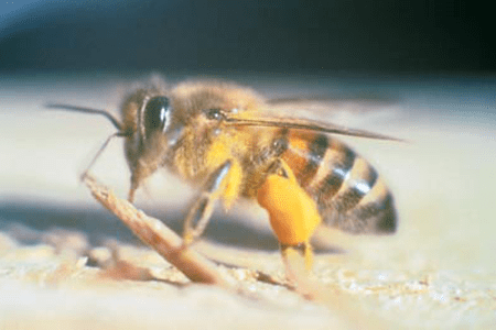 An africanized honeybee.