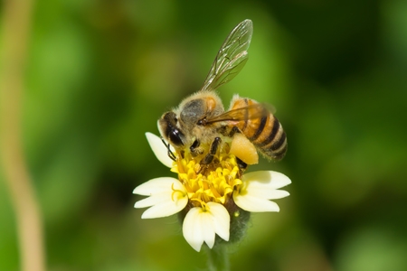An africanized honeybee on a flower.