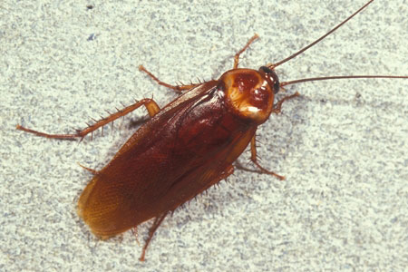 An american roach.