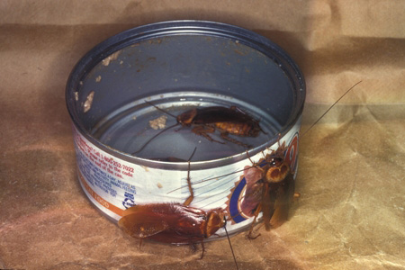 American roaches in a food tin.