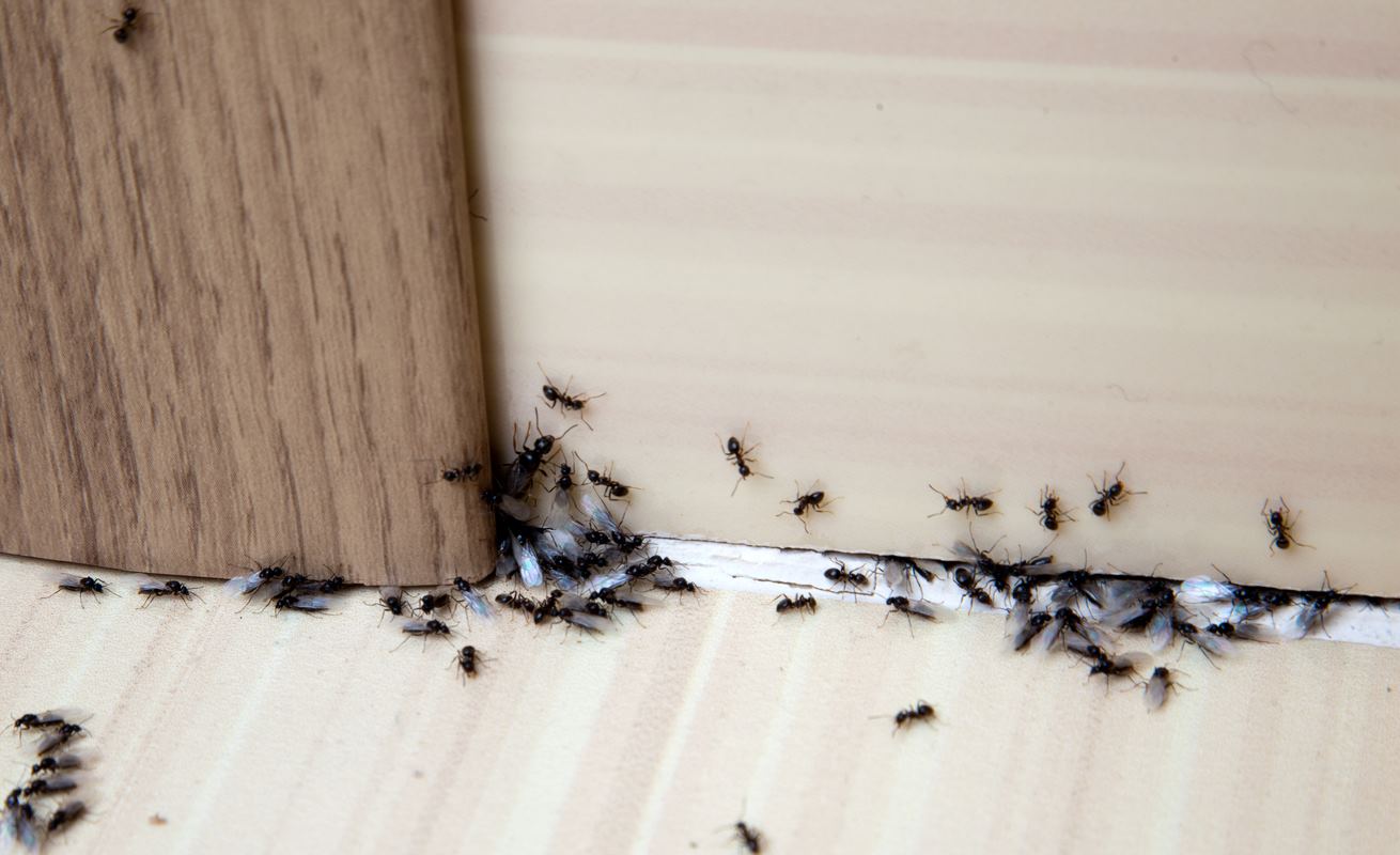 Ants, including winged ants, crawling on the floor and wall near the bottom of a doorframe.