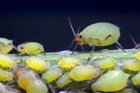 An aphid.
