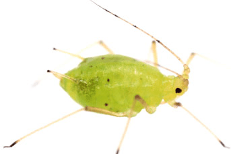 An Aphid.