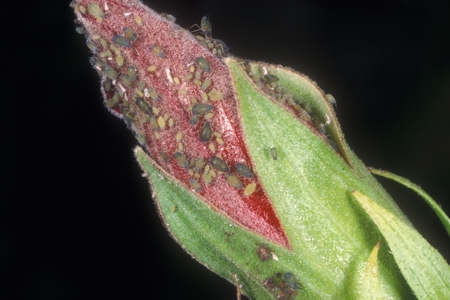 Aphids on a plant.